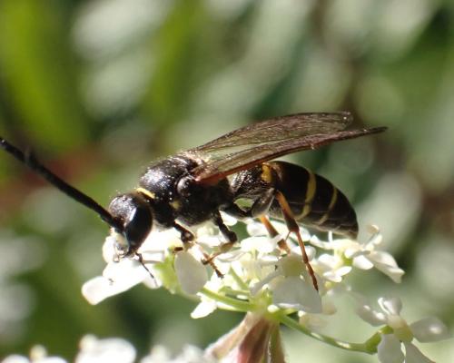 Argogorytes mystaceus